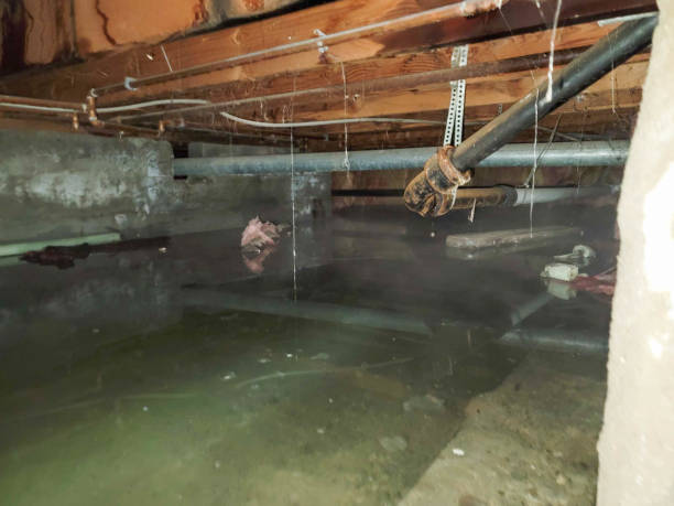 Best Flood restoration services  in Lolo, MT