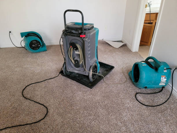 Best Carpet water damage restoration  in Lolo, MT