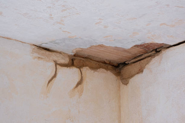 Best Water damage restoration near me  in Lolo, MT